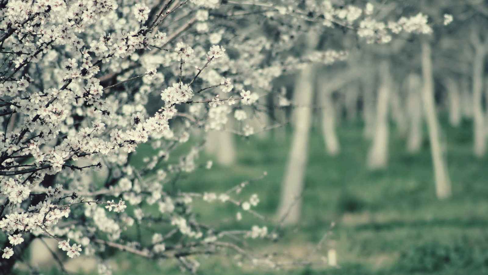 Обои цветы, дерево, цветение, ветки, сад, весна, белые, flowers, tree, flowering, branches, garden, spring, white разрешение 2560x1600 Загрузить