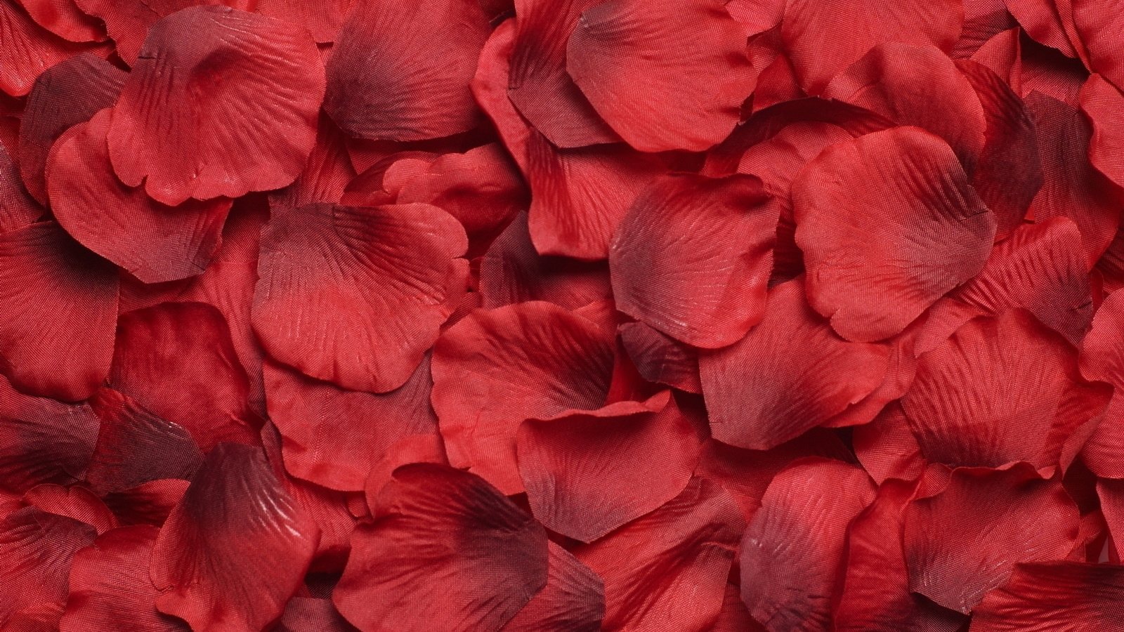Обои цветы, текстура, лепестки, красные, много, flowers, texture, petals, red, a lot разрешение 1920x1200 Загрузить
