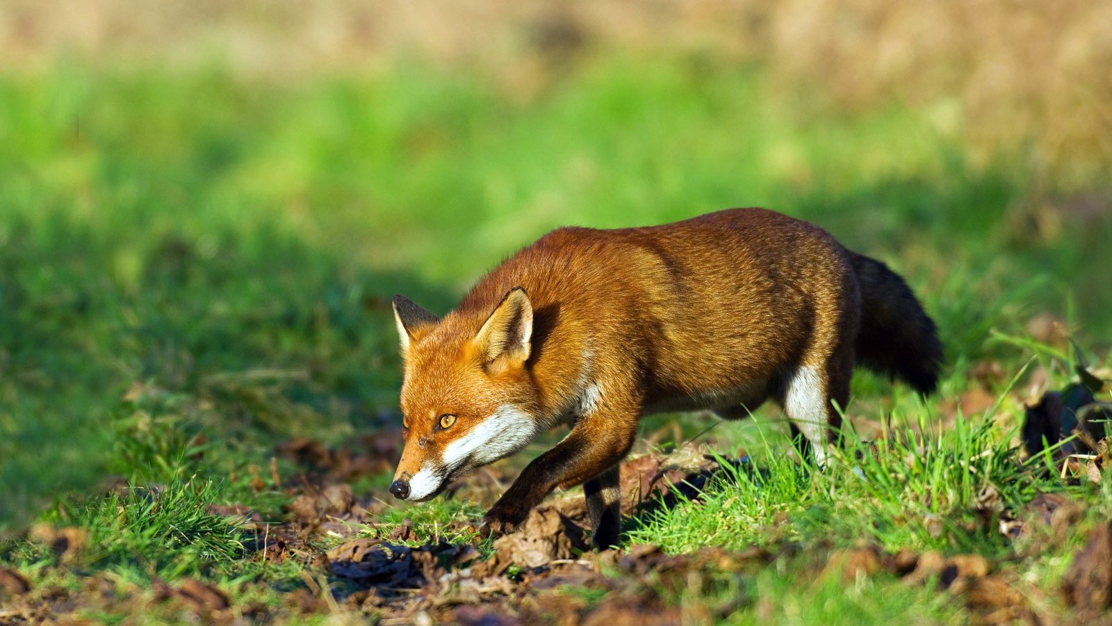 Обои трава, рыжая, лиса, лисица, охота, grass, red, fox, hunting разрешение 1920x1134 Загрузить