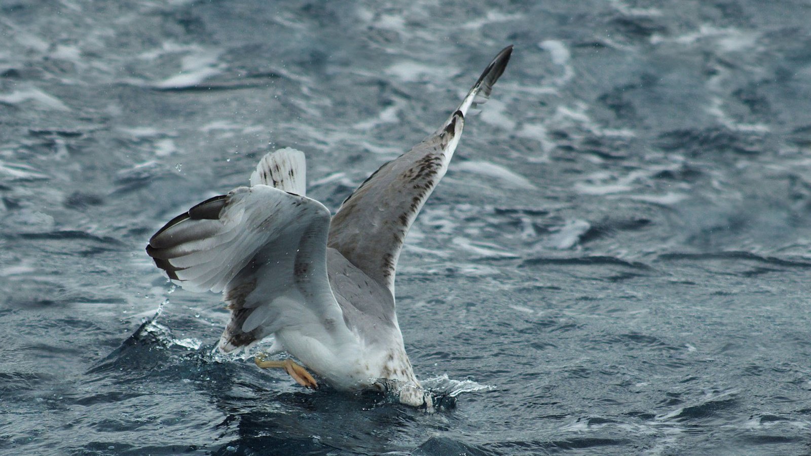 Обои волны, море, чайка, птица, охота, атака, погружение, wave, sea, seagull, bird, hunting, attack, dip разрешение 1920x1200 Загрузить