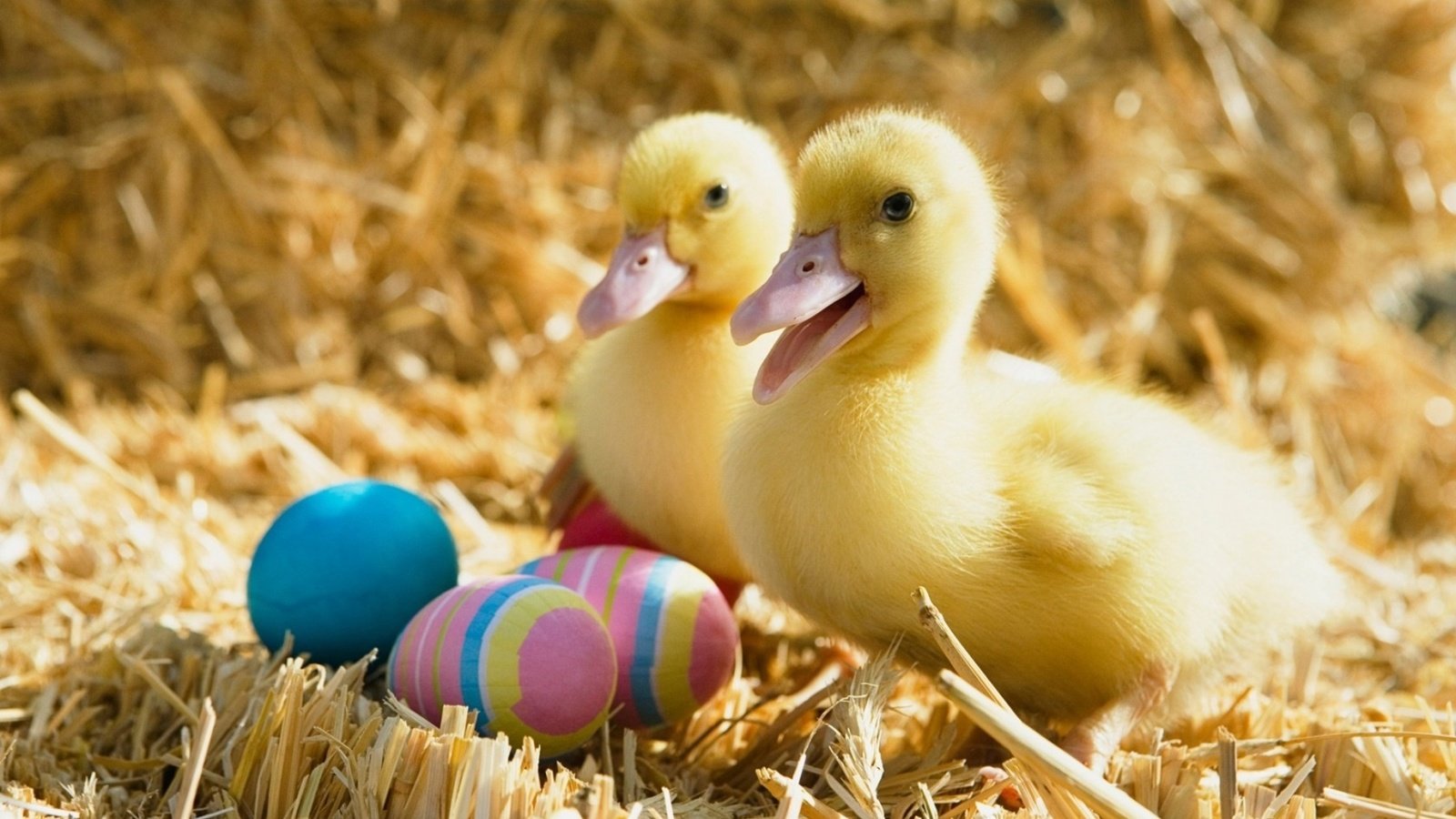 Обои птицы, пасха, яйца, праздник, утята, солома, утки, birds, easter, eggs, holiday, ducklings, straw, duck разрешение 1920x1200 Загрузить