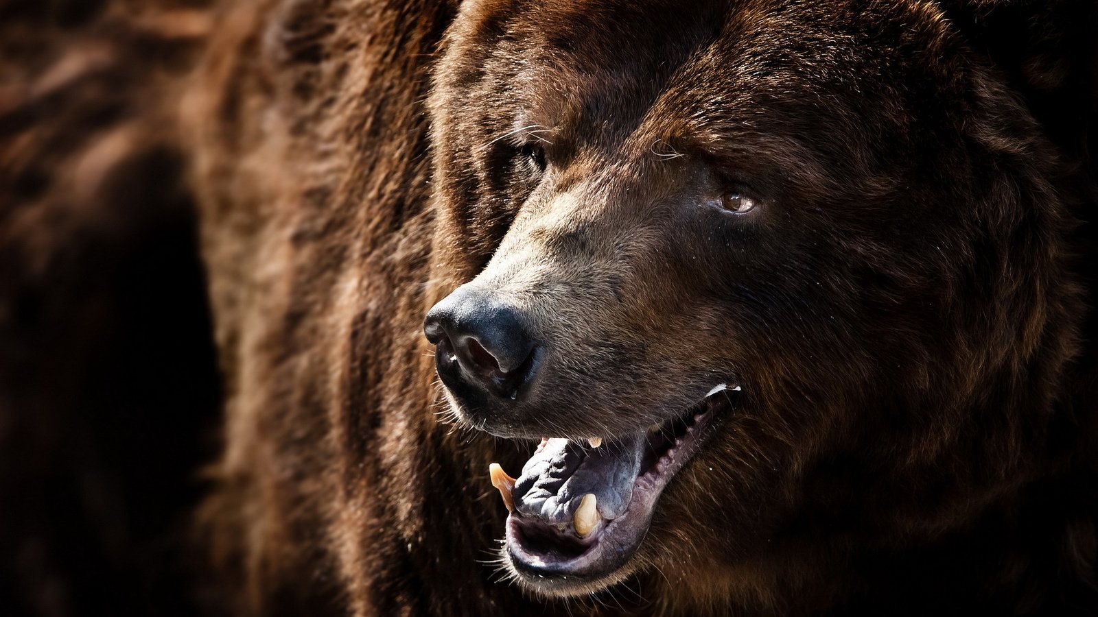 Обои морда, улыбка, медведь, клыки, зверь, гризли, face, smile, bear, fangs, beast, grizzly разрешение 1920x1200 Загрузить