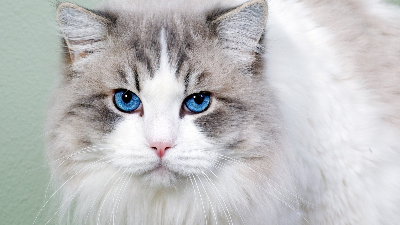 Обои морда, кот, кошка, взгляд, пушистая, голубоглазая, face, cat, look, fluffy, blue-eyed разрешение 2560x1600 Загрузить