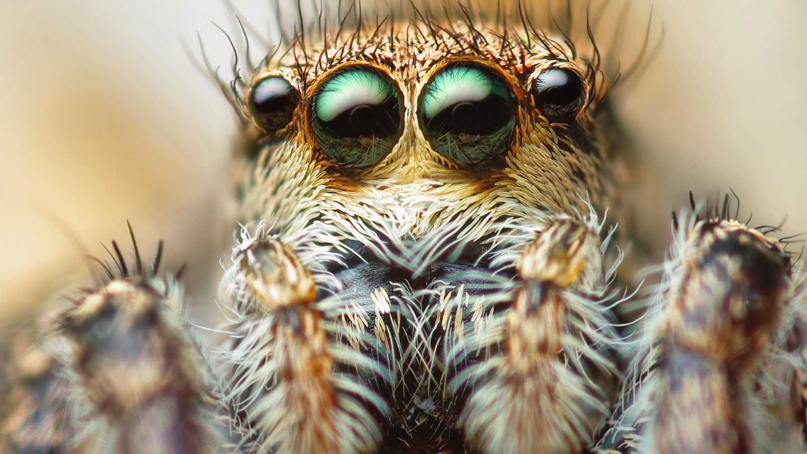 Обои глаза, макро, животные, паук, волоски, членистоногие, паук-скакунчик, джампер, eyes, macro, animals, spider, hairs, arthropods, spider-skakuny, jumper разрешение 1920x1200 Загрузить