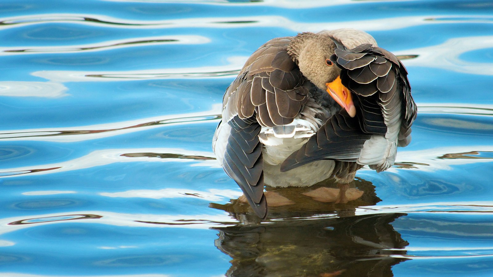 Обои вода, отражение, птица, клюв, перья, утка, water, reflection, bird, beak, feathers, duck разрешение 2560x1600 Загрузить