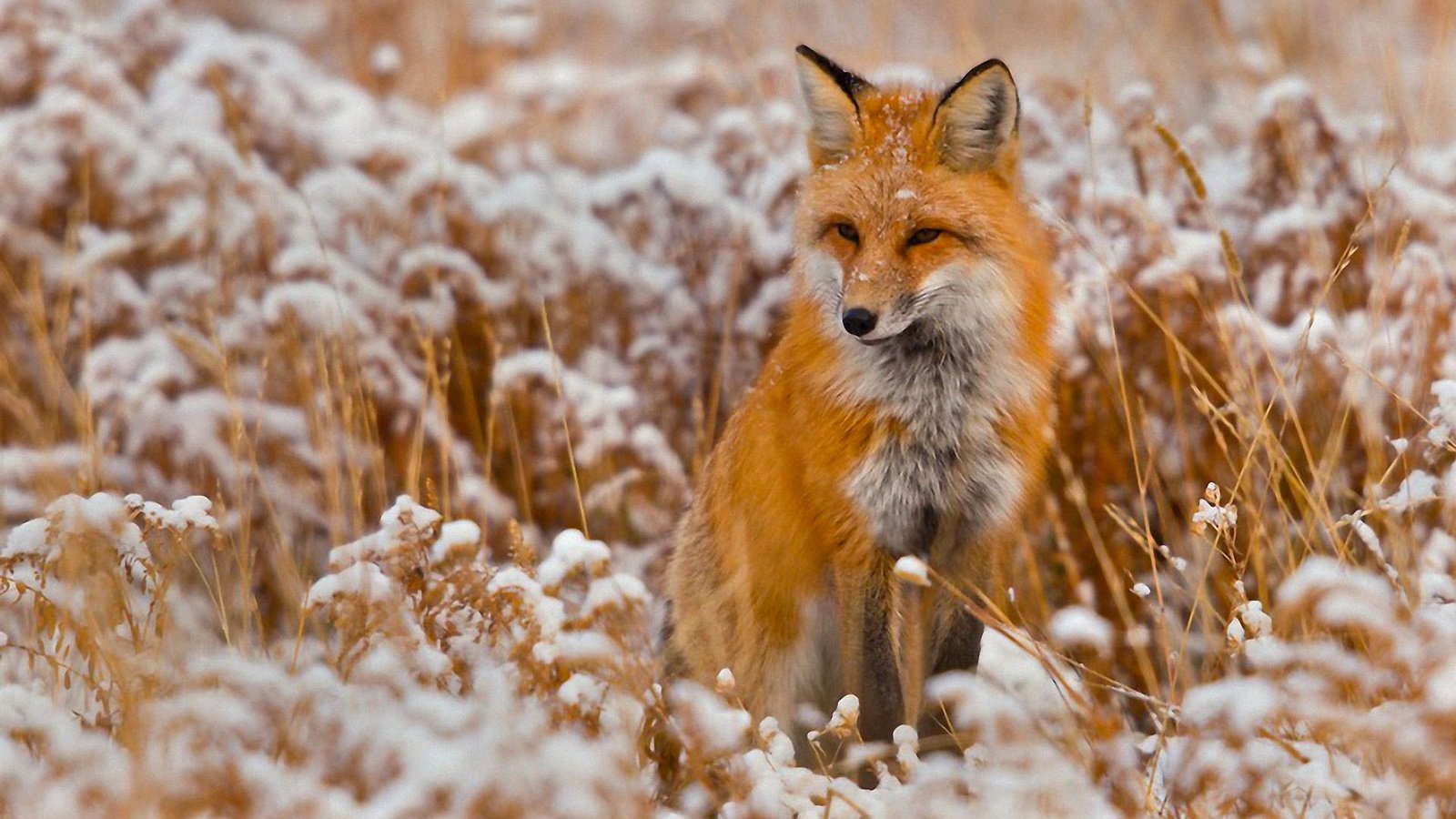 Обои снег, зима, поле, лиса, лисица, snow, winter, field, fox разрешение 1920x1200 Загрузить