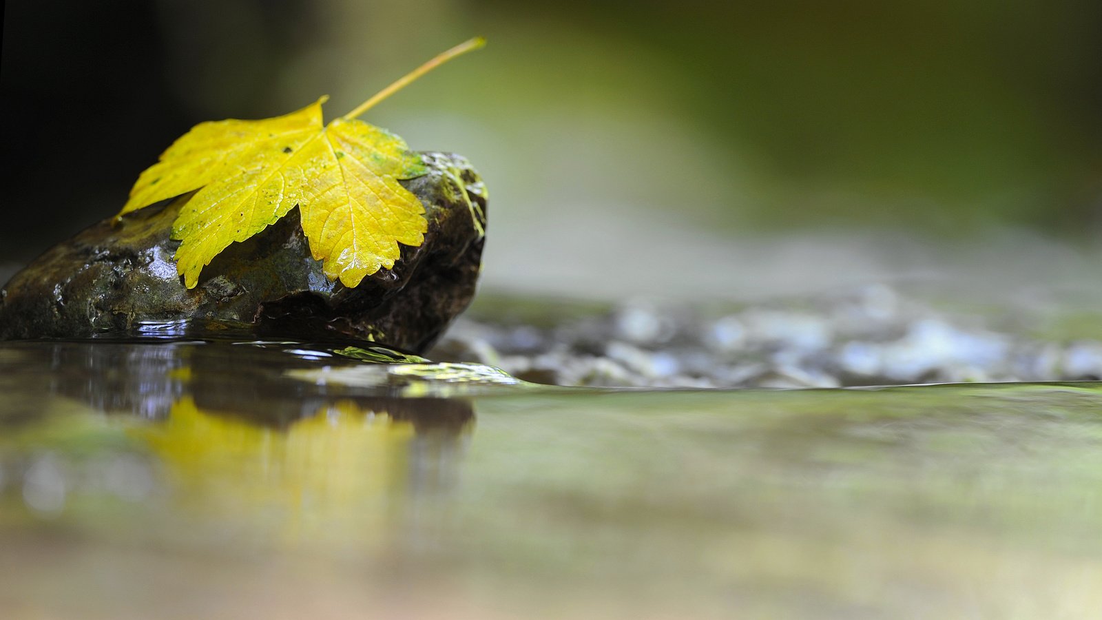 Обои вода, макро, отражение, осень, лист, камень, water, macro, reflection, autumn, sheet, stone разрешение 2560x1600 Загрузить