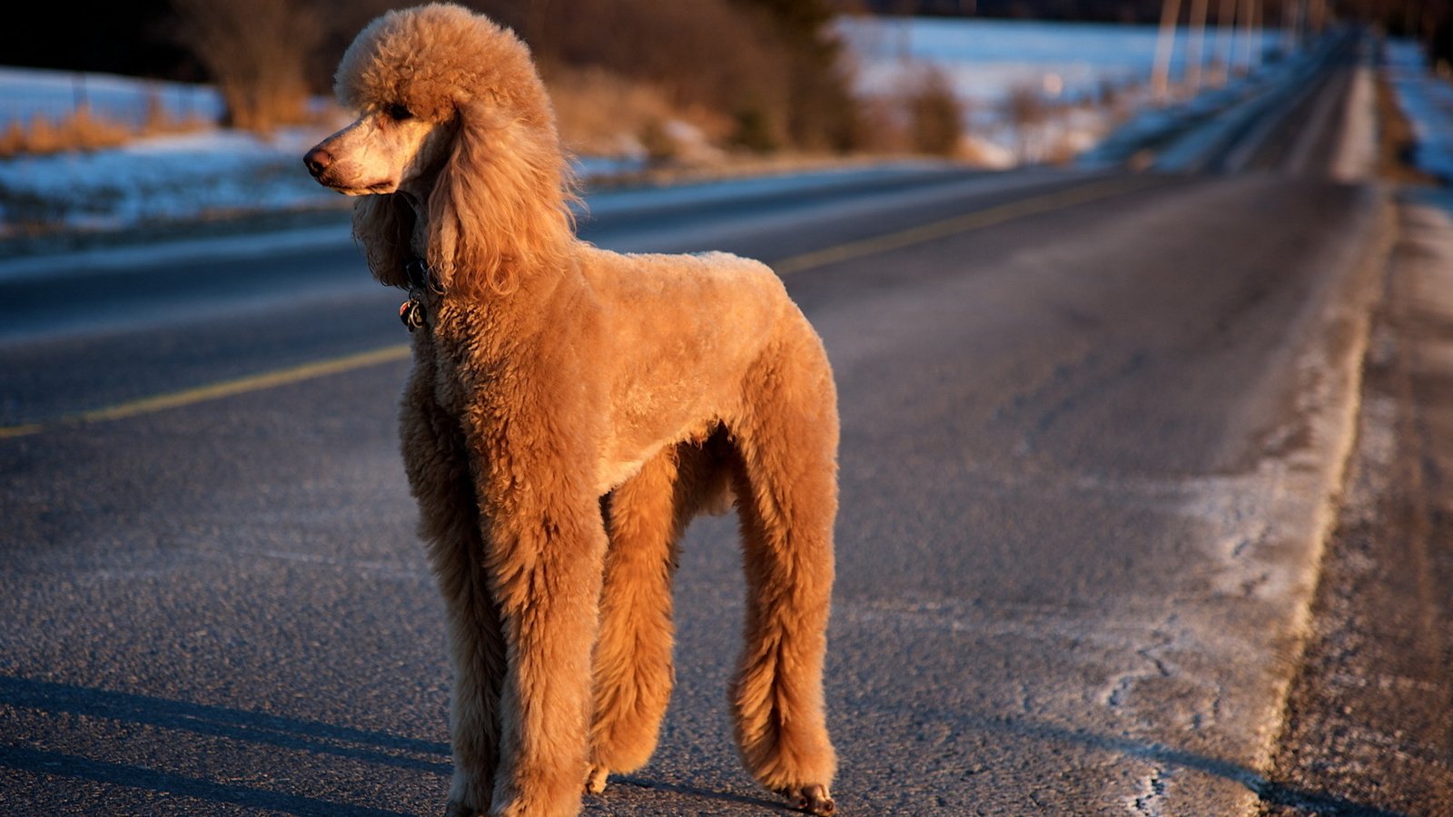 Обои дорога, собака, пудель, road, dog, poodle разрешение 1920x1200 Загрузить