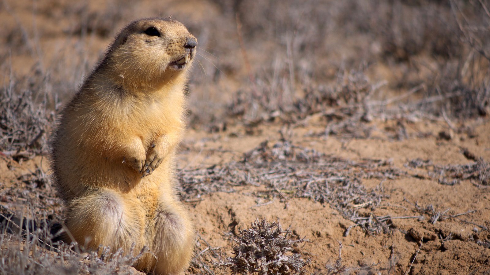 Обои животные, взгляд, стойка, грызун, суслик, глина, суслики, animals, look, stand, rodent, gopher, clay, gophers разрешение 1920x1200 Загрузить