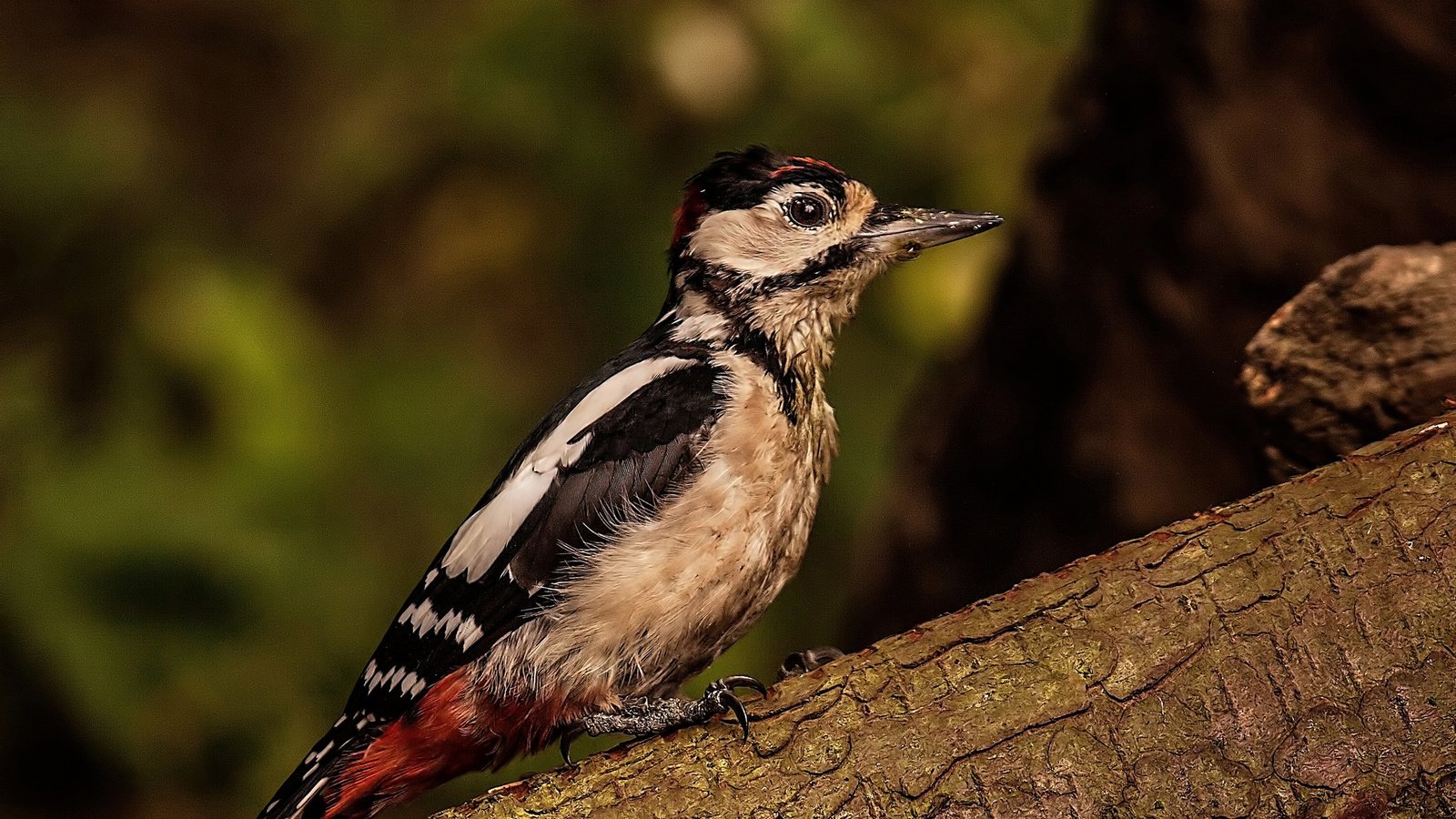 Обои природа, птица, ствол, кора, дятел, nature, bird, trunk, bark, woodpecker разрешение 2048x1563 Загрузить