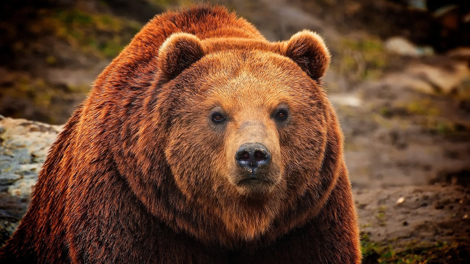 Обои морда, шерсть, взгляд, медведь, мех, бурый, face, wool, look, bear, fur, brown разрешение 2048x1371 Загрузить