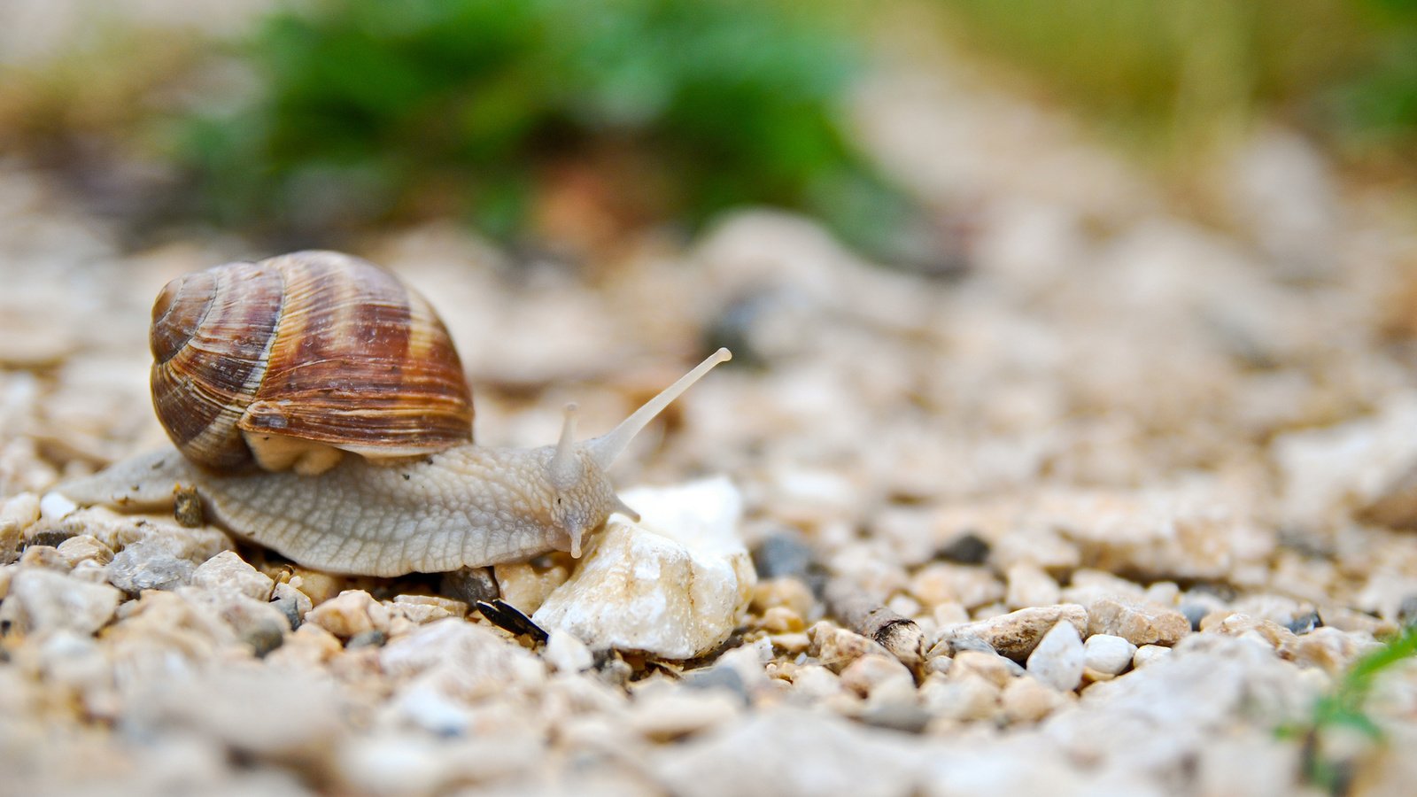 Обои камни, животные, улитка, рожки, раковина, брюхоногие моллюски, stones, animals, snail, horns, sink, gastropods разрешение 2048x1371 Загрузить