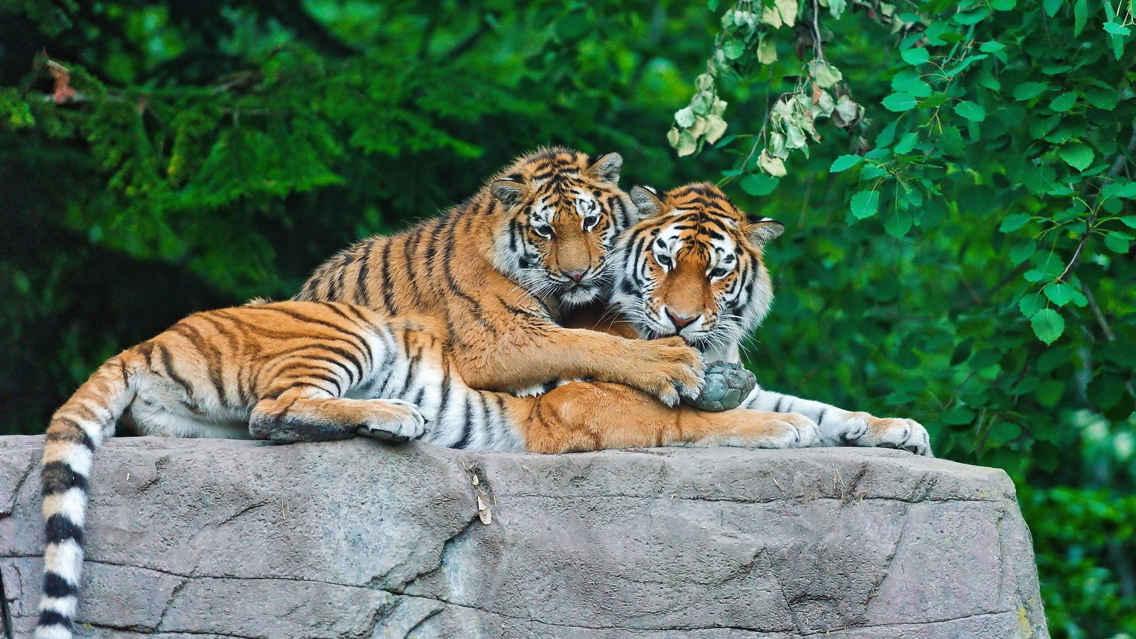 Обои тигр, трава, листья, камень, пара, хищники, tiger, grass, leaves, stone, pair, predators разрешение 1920x1200 Загрузить