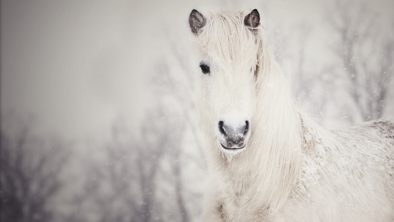 Обои лошадь, снег, зима, конь, грива, белая, horse, snow, winter, mane, white разрешение 1920x1238 Загрузить