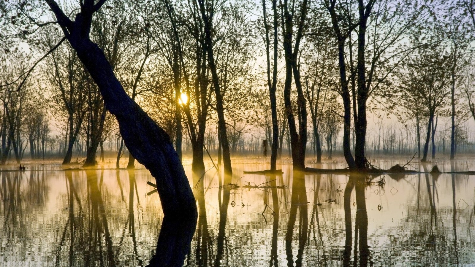 болото отражение трава swamp reflection grass без смс