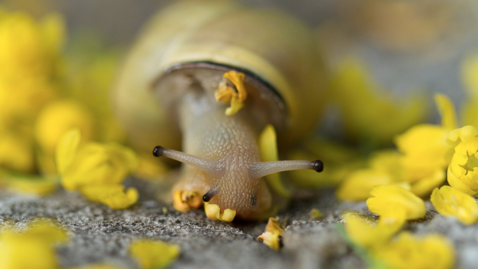 Обои цветы, животные, лепестки, улитка, улитки, flowers, animals, petals, snail, snails разрешение 2048x1365 Загрузить