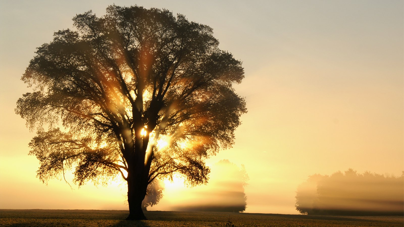 Обои свет, деревья, солнце, дерево, лучи, утро, поле, рассвет, light, trees, the sun, tree, rays, morning, field, dawn разрешение 3008x2000 Загрузить