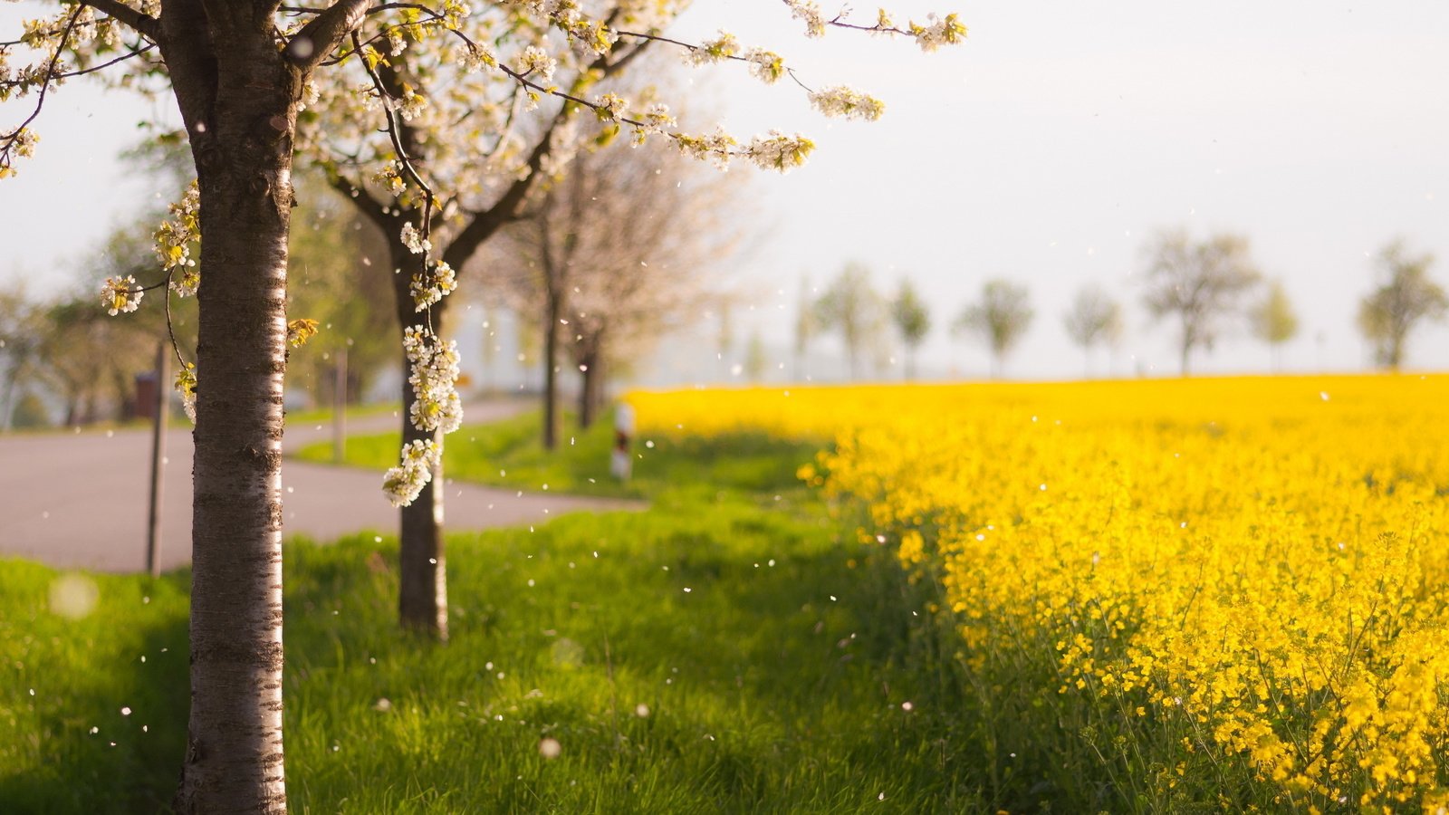 Обои цветы, деревья, природа, цветение, поле, лепестки, весна, flowers, trees, nature, flowering, field, petals, spring разрешение 2560x1600 Загрузить