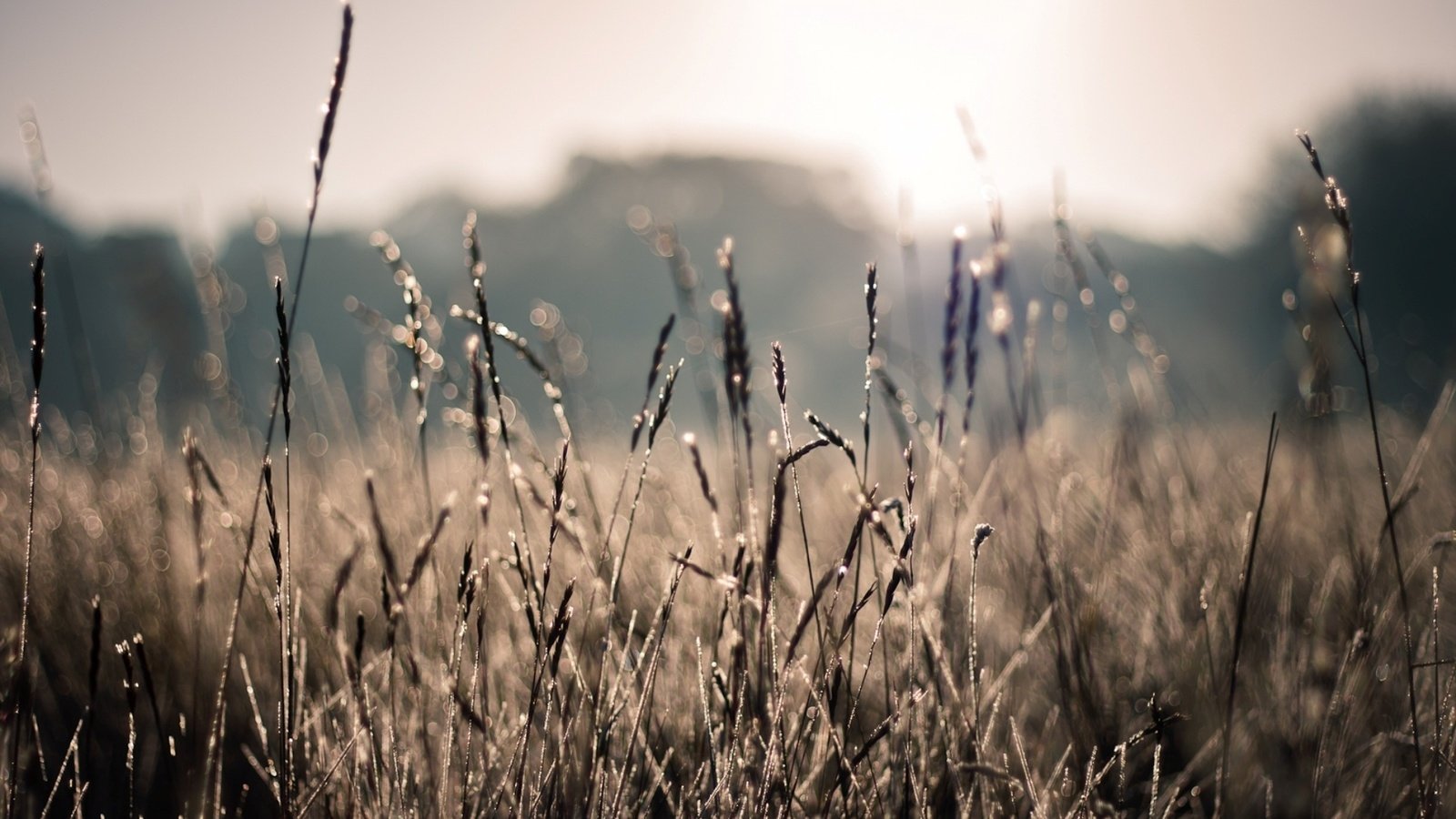 Обои солнце, природа, растения, лучи, поле, лето, колоски, боке, the sun, nature, plants, rays, field, summer, spikelets, bokeh разрешение 1928x1285 Загрузить