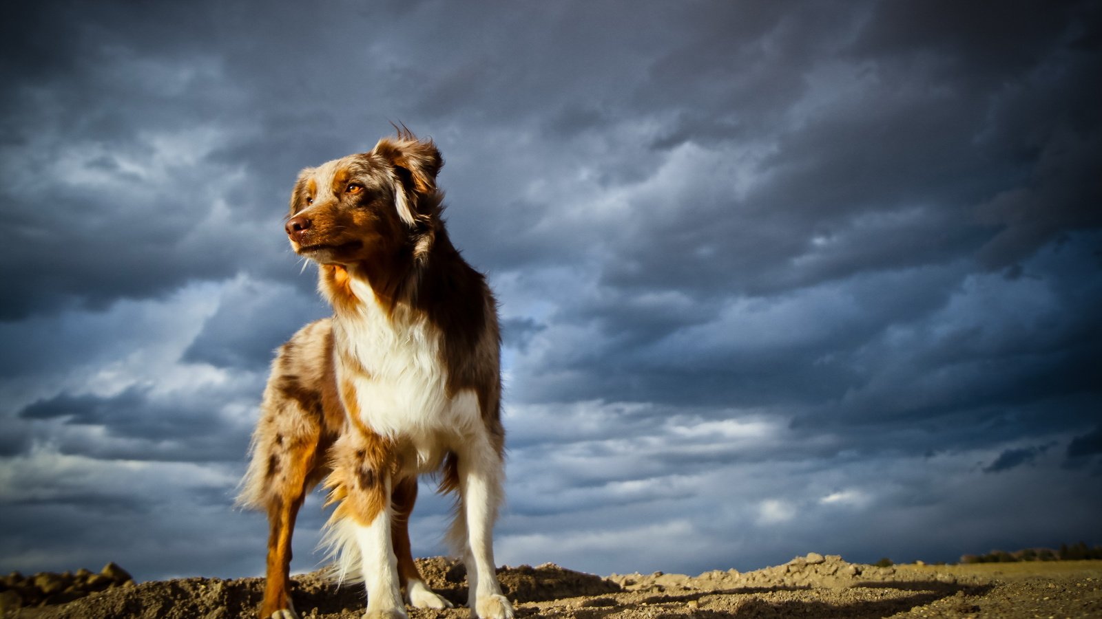 Обои небо, тучи, собака, австралийская овчарка, the sky, clouds, dog, australian shepherd разрешение 2560x1600 Загрузить