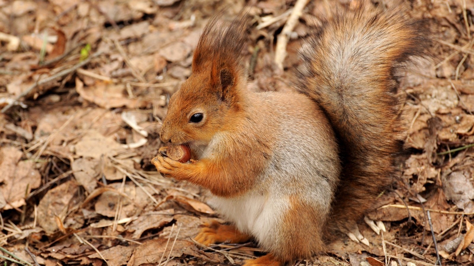 Обои листья, животные, осень, рыжая, белка, хвост, орех, leaves, animals, autumn, red, protein, tail, walnut разрешение 3600x2350 Загрузить