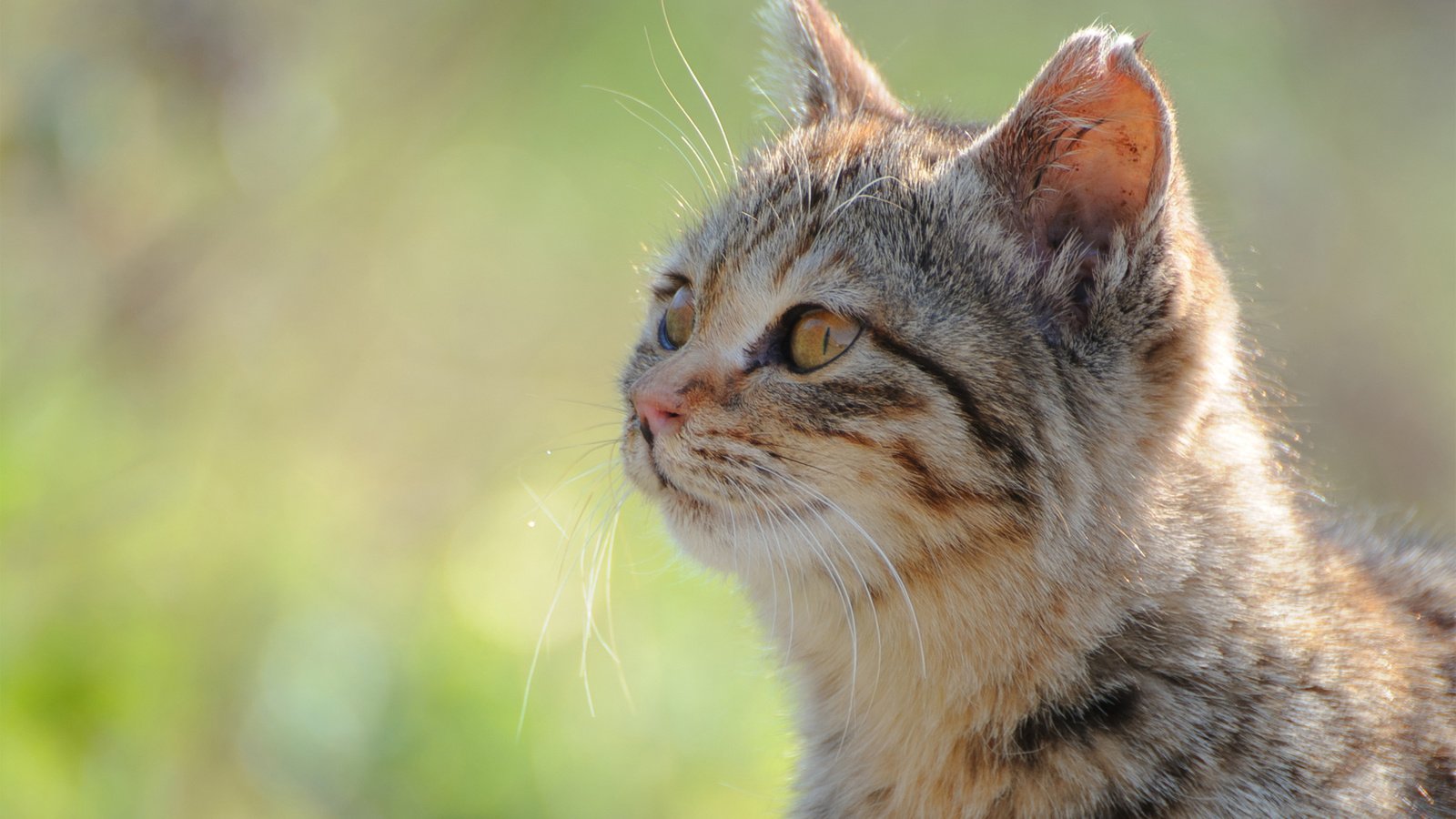 Обои морда, солнце, зелень, фокус камеры, кот, кошка, face, the sun, greens, the focus of the camera, cat разрешение 1920x1200 Загрузить