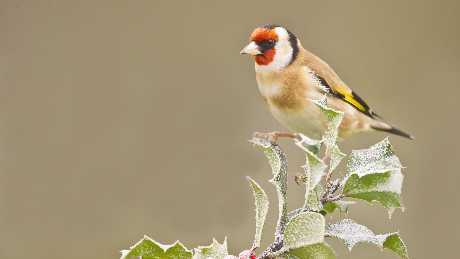 Обои ветка, листья, иней, птица, ягоды, оперение, щегол, branch, leaves, frost, bird, berries, tail, goldfinch разрешение 2048x1536 Загрузить