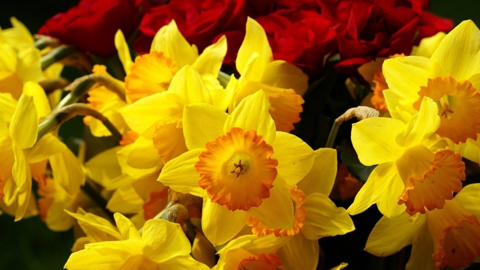 Обои цветы, розы, нарциссы, желтые, бордовые, flowers, roses, daffodils, yellow, burgundy разрешение 1920x1200 Загрузить