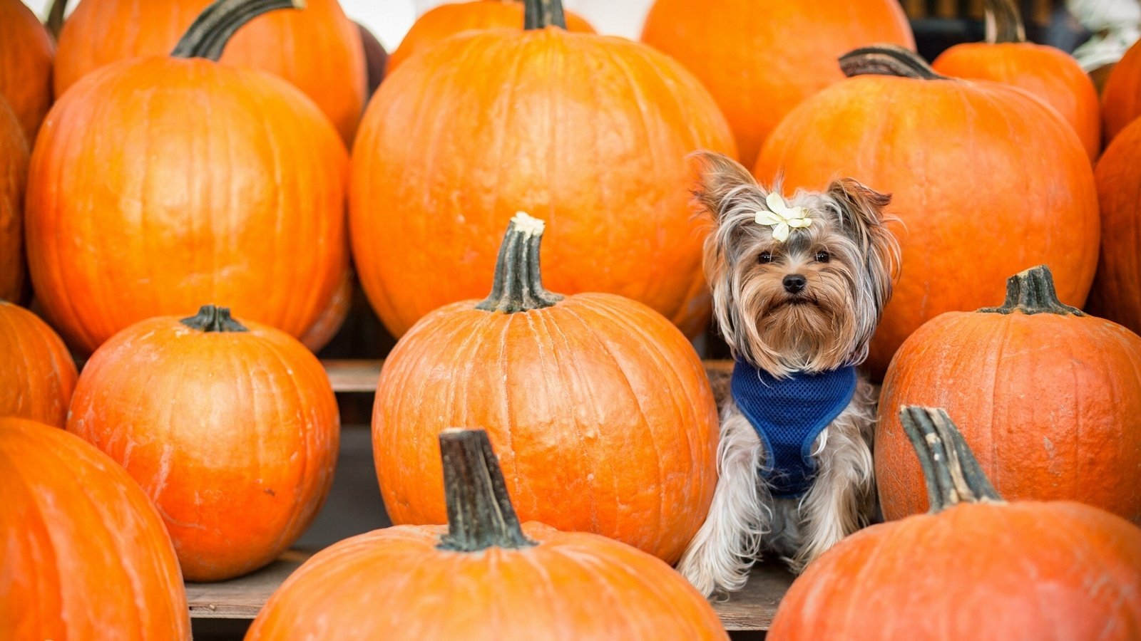 Обои фон, взгляд, тыквы, бантик, йоркширский терьер, cобака, background, look, pumpkin, bow, yorkshire terrier, dog разрешение 2137x1200 Загрузить