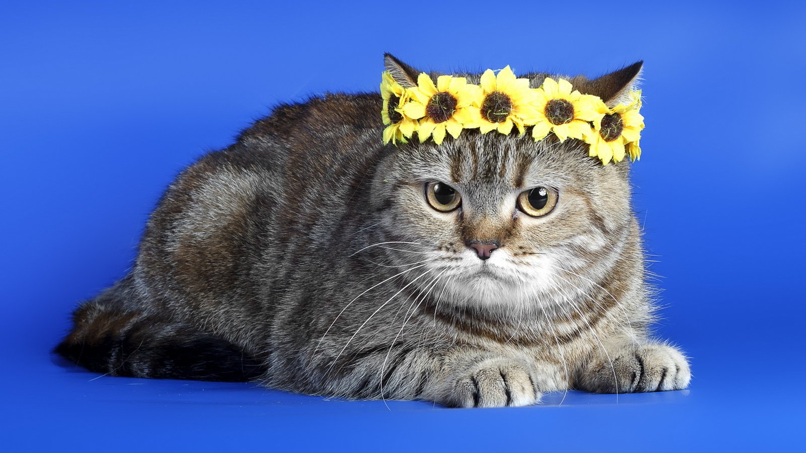 Обои фон, кот, кошка, серый, венок, полосатый, король кот, background, cat, grey, wreath, striped, king cat разрешение 2560x1600 Загрузить