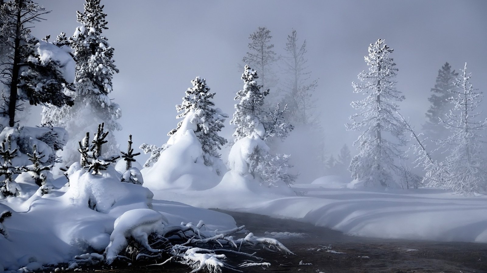 Обои снег, лес, зима, елки, сугробы, сказочный, snow, forest, winter, tree, the snow, fabulous разрешение 1920x1200 Загрузить