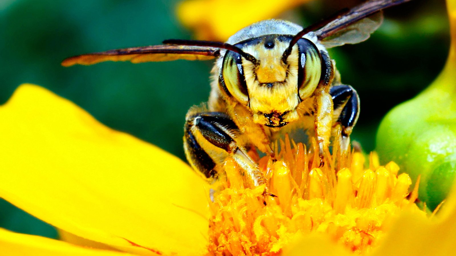 Обои желтый, цветок, насекомые, пчела, нектар, мед.цветок, yellow, flower, insects, bee, nectar, med.flower разрешение 1920x1200 Загрузить