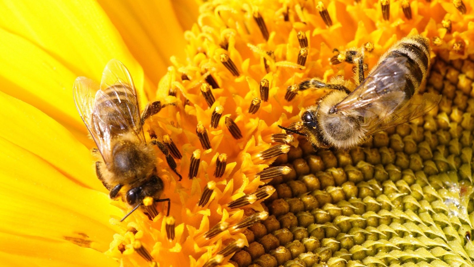 Обои макро, цветок, подсолнух, насекомые, пчелы, macro, flower, sunflower, insects, bees разрешение 1920x1200 Загрузить