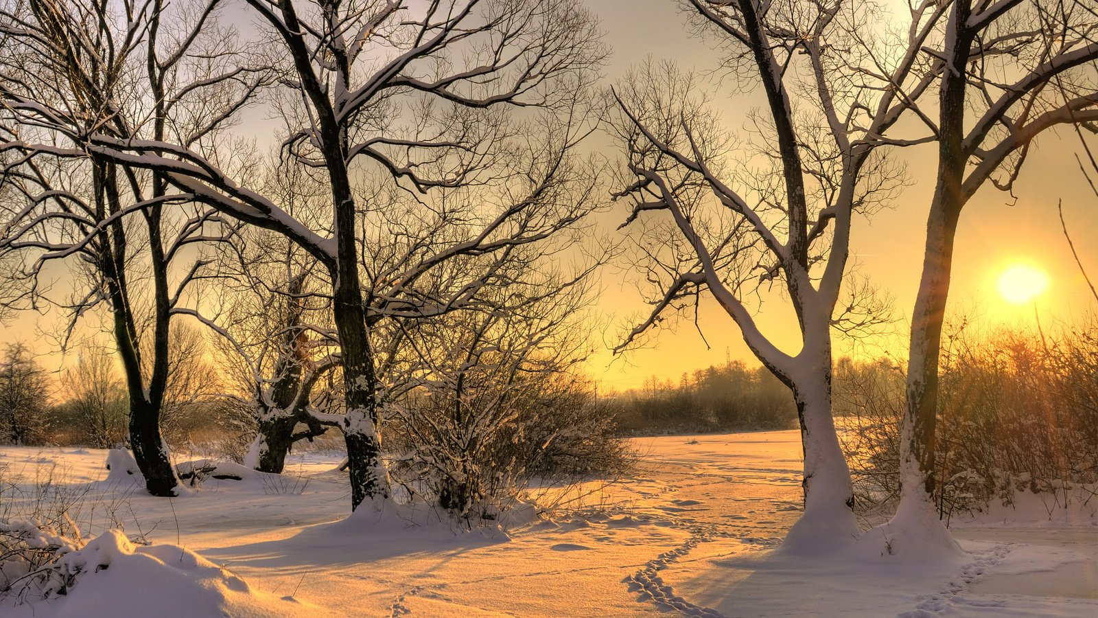 Обои деревья, солнце, снег, зима, следы, trees, the sun, snow, winter, traces разрешение 2560x1600 Загрузить