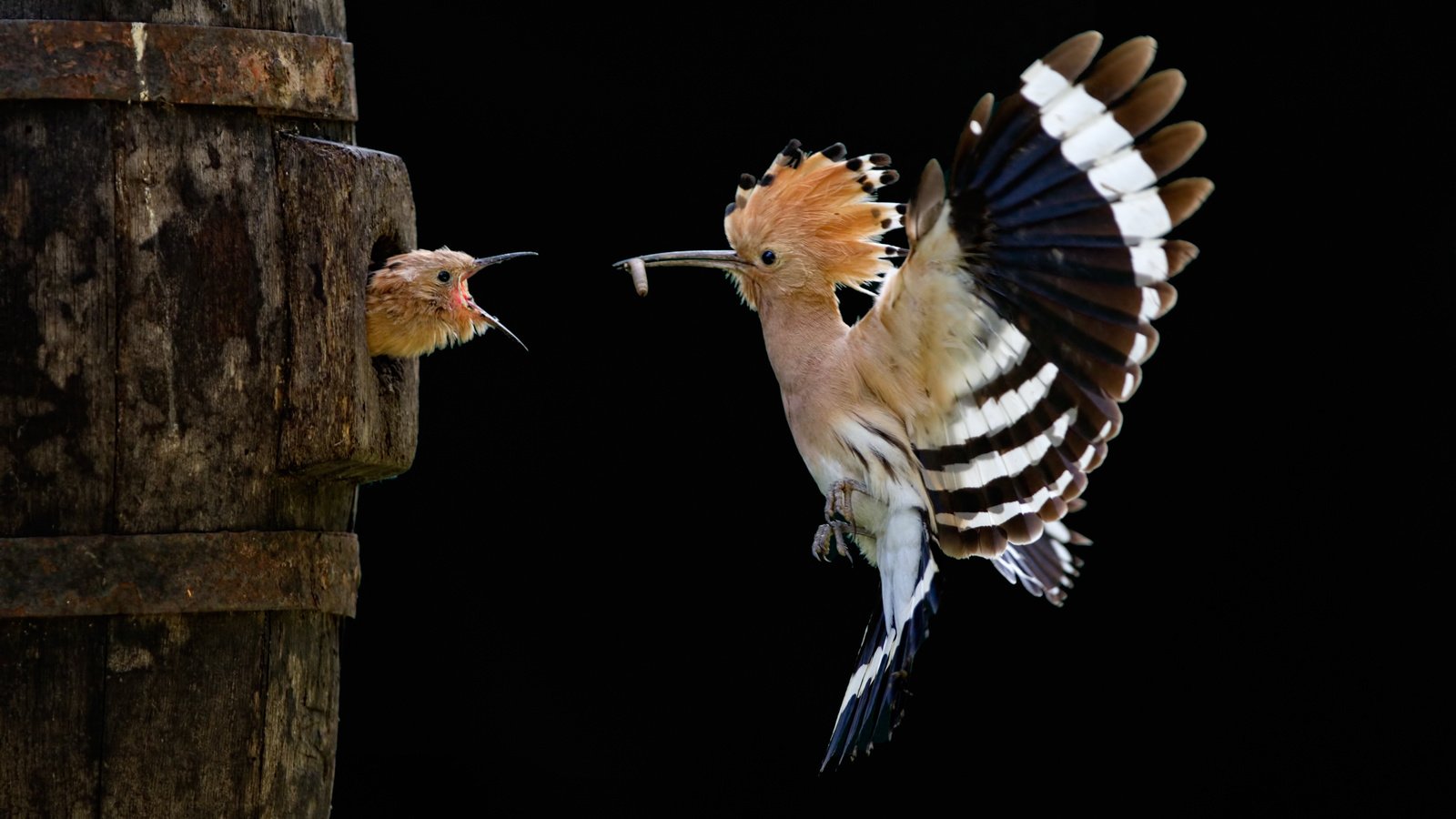 Обои птенец, полет, птицы, удод, sony world photography awards, chick, flight, birds, hoopoe разрешение 3264x2176 Загрузить