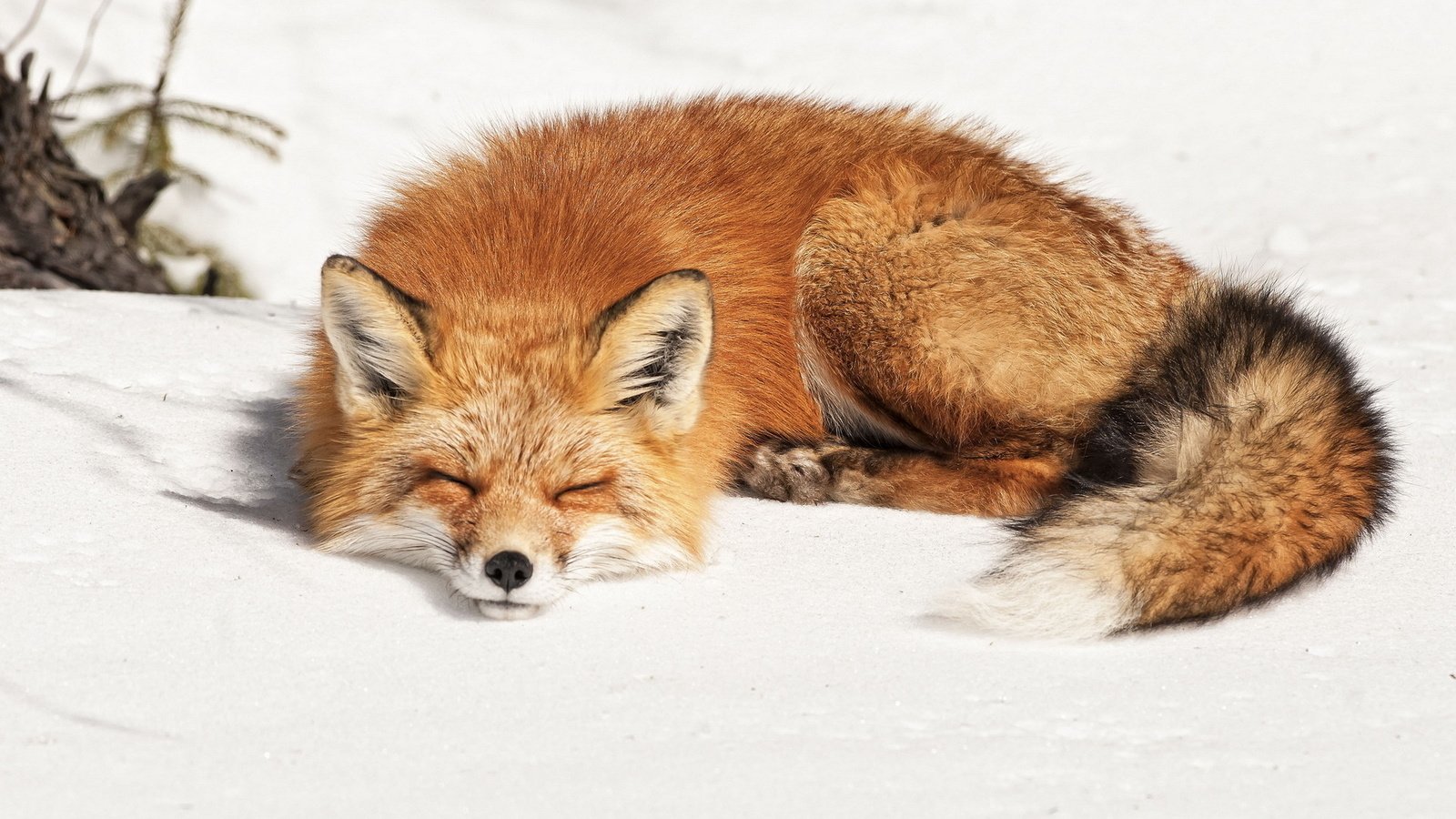 Обои снег, зима, спит, рыжая, лиса, лисица, snow, winter, sleeping, red, fox разрешение 1920x1200 Загрузить