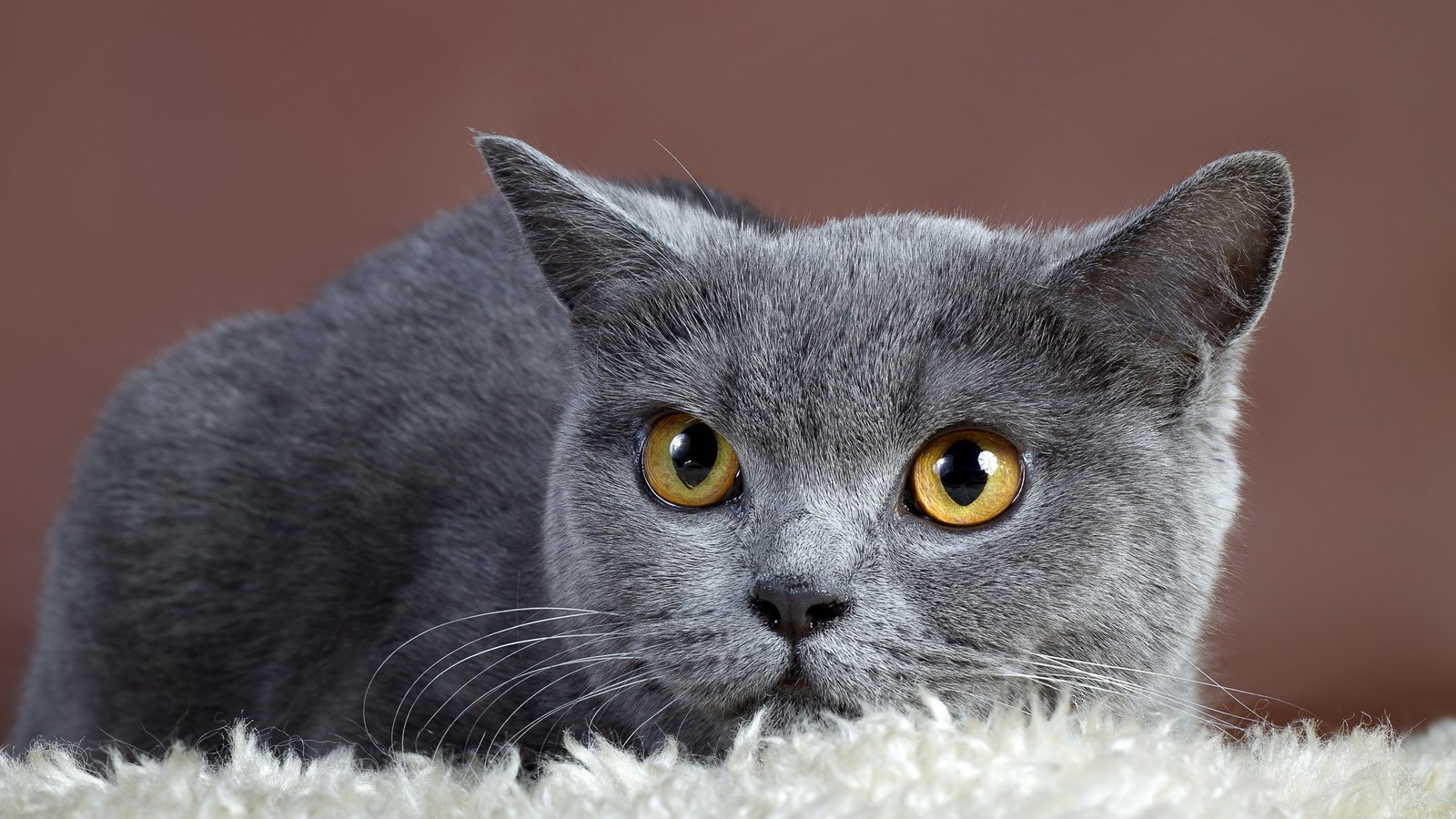 Обои фон, кот, кошка, взгляд, серый, британская кошка, background, cat, look, grey, british cat разрешение 2560x1600 Загрузить