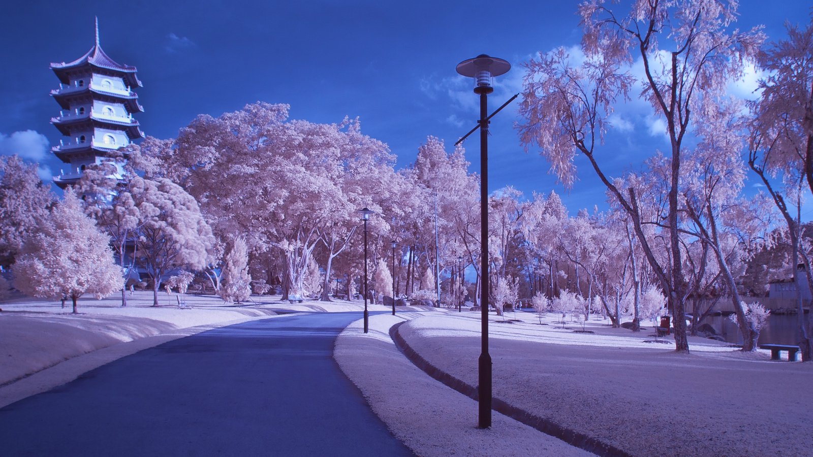 Обои лепестки, япония, сакура, petals, japan, sakura разрешение 3310x2206 Загрузить