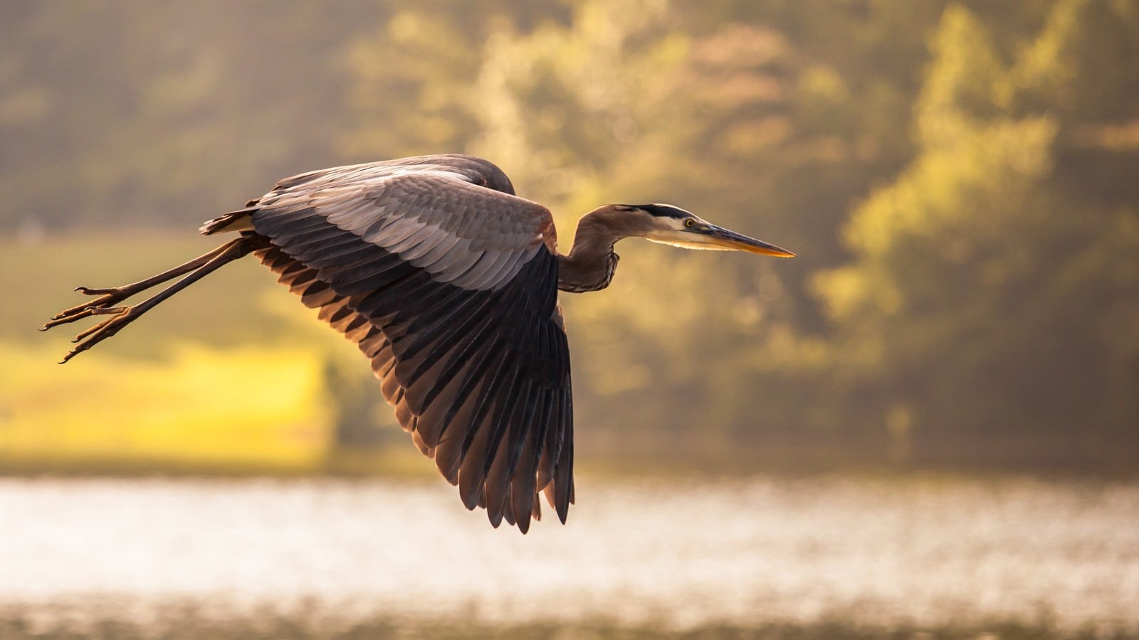 Обои вода, полет, птица, пруд, цапля, water, flight, bird, pond, heron разрешение 2560x1486 Загрузить