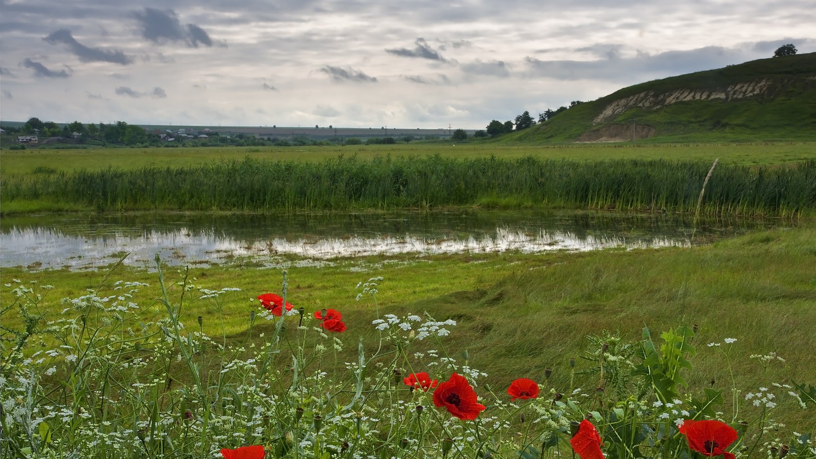 Обои цветы, озеро, поле, flowers, lake, field разрешение 3674x2593 Загрузить