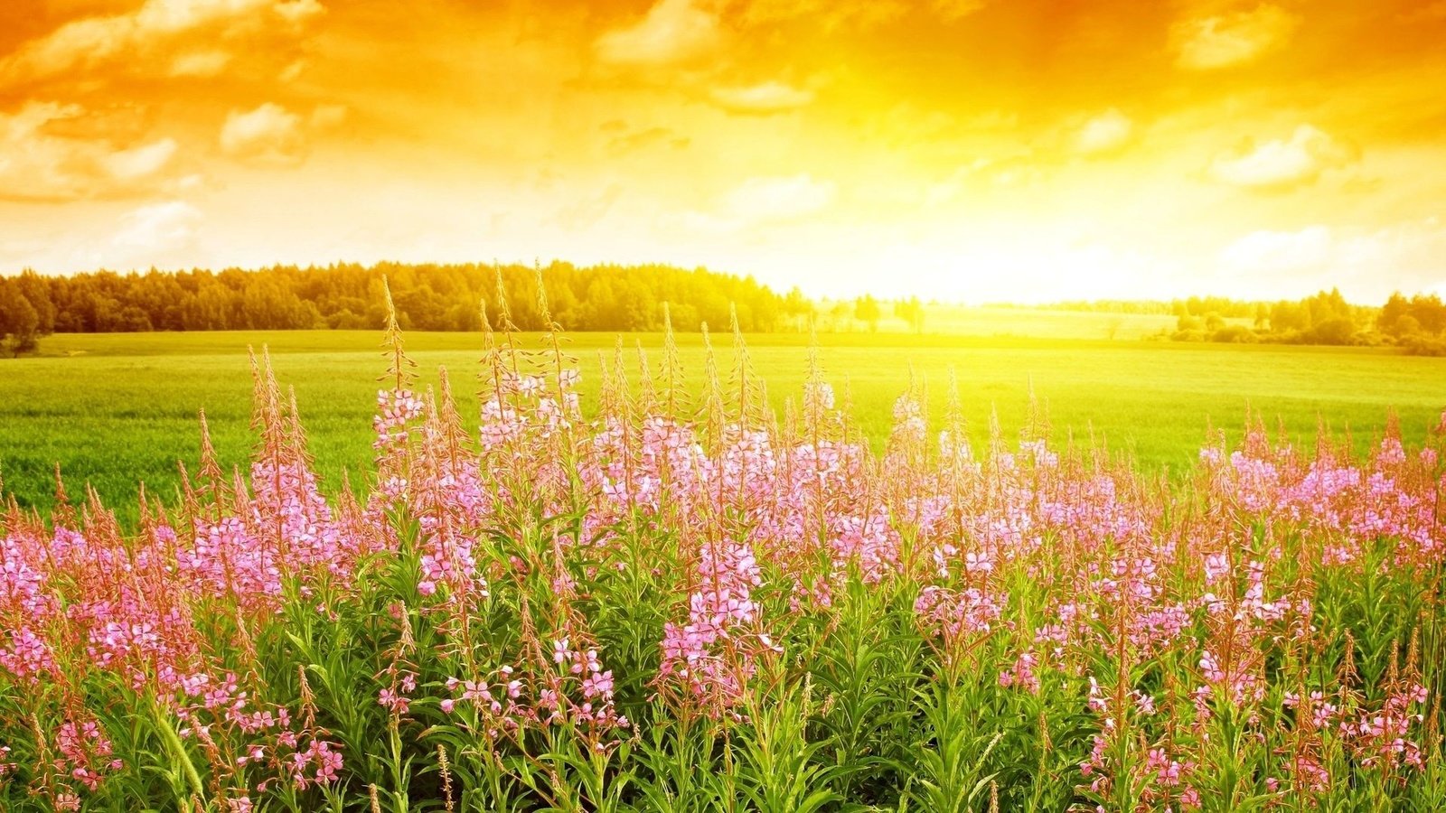 Обои цветы, облака, солнце, лес, поле, поляна, иван-чай, кипрей, flowers, clouds, the sun, forest, field, glade, ivan-tea, fireweed разрешение 1920x1080 Загрузить