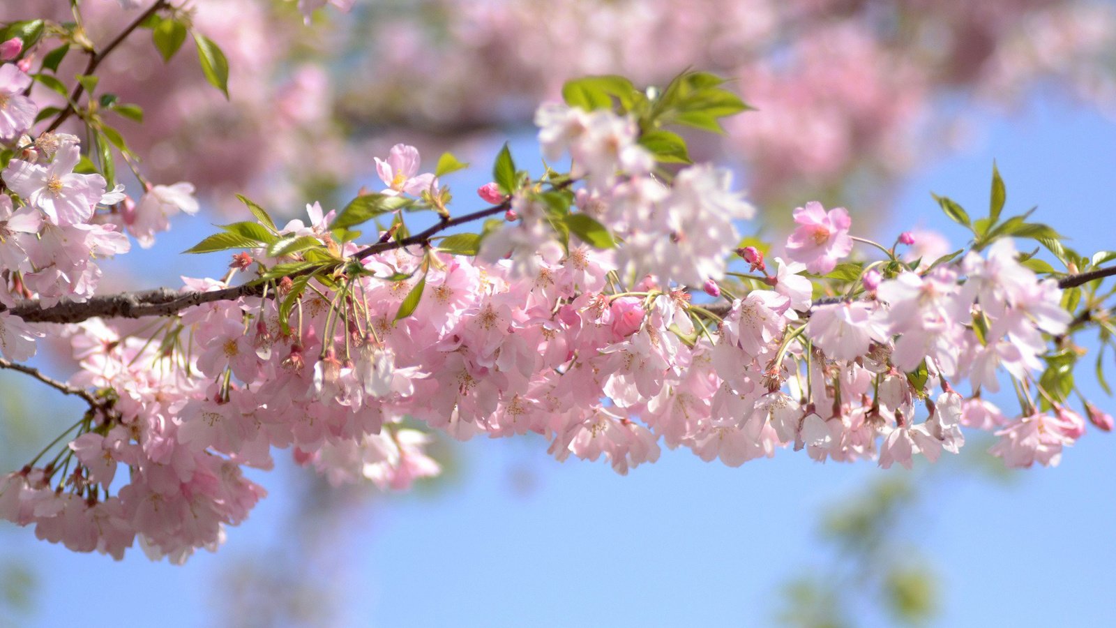 Обои небо, цветы, ветка, цветение, весна, вишня, the sky, flowers, branch, flowering, spring, cherry разрешение 1920x1200 Загрузить