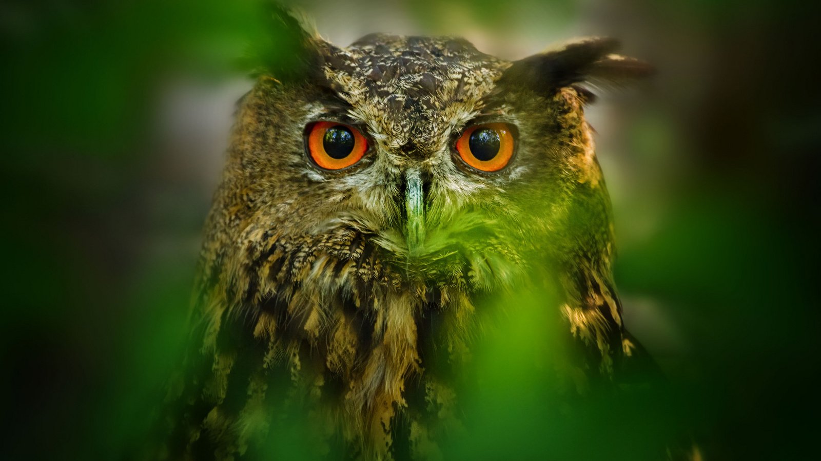 Обои глаза, сова, листья, размытость, птица, eyes, owl, leaves, blur, bird разрешение 2048x1365 Загрузить