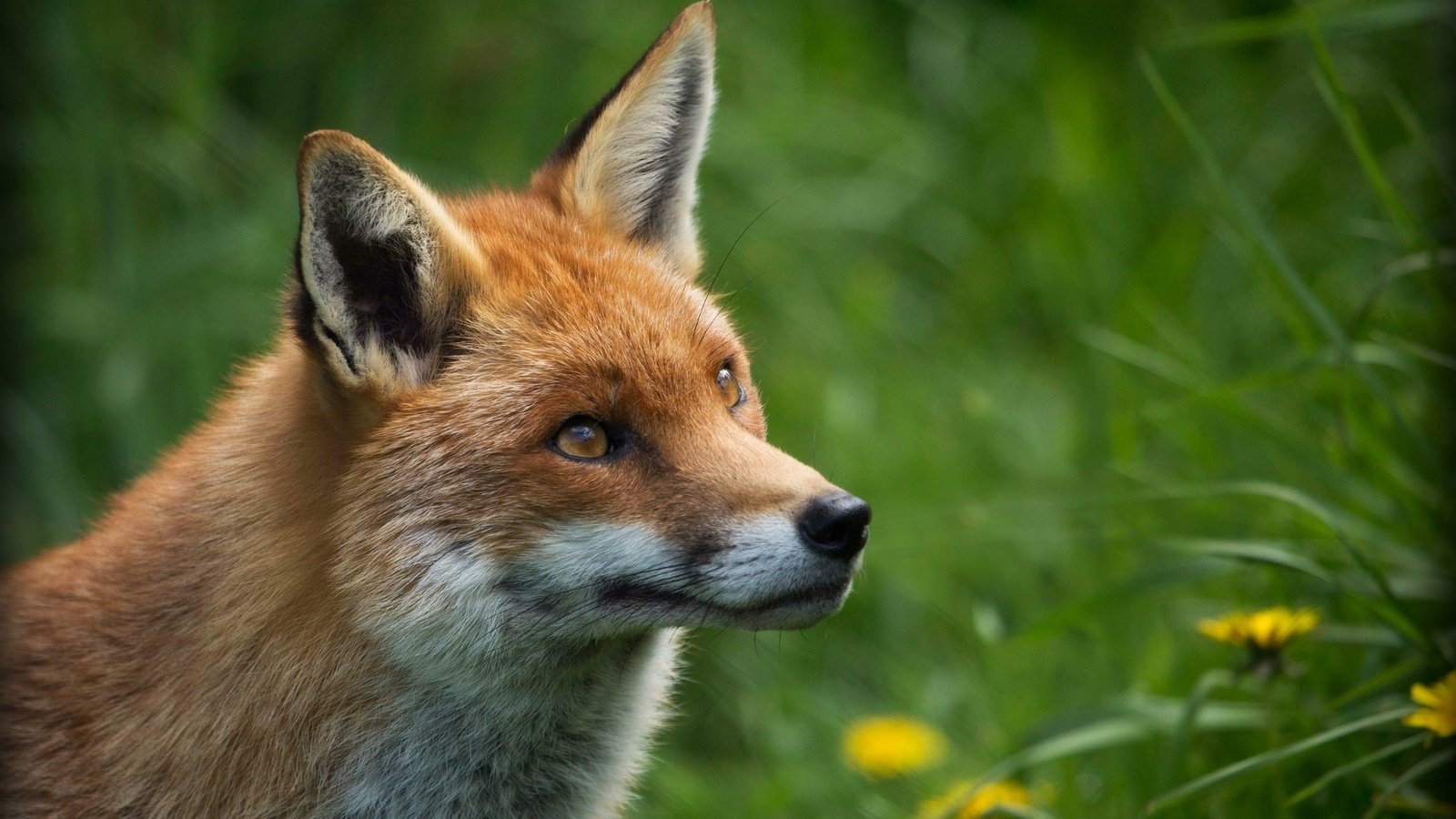 Обои глаза, цветы, трава, природа, рыжая, лиса, лисица, eyes, flowers, grass, nature, red, fox разрешение 2048x1333 Загрузить