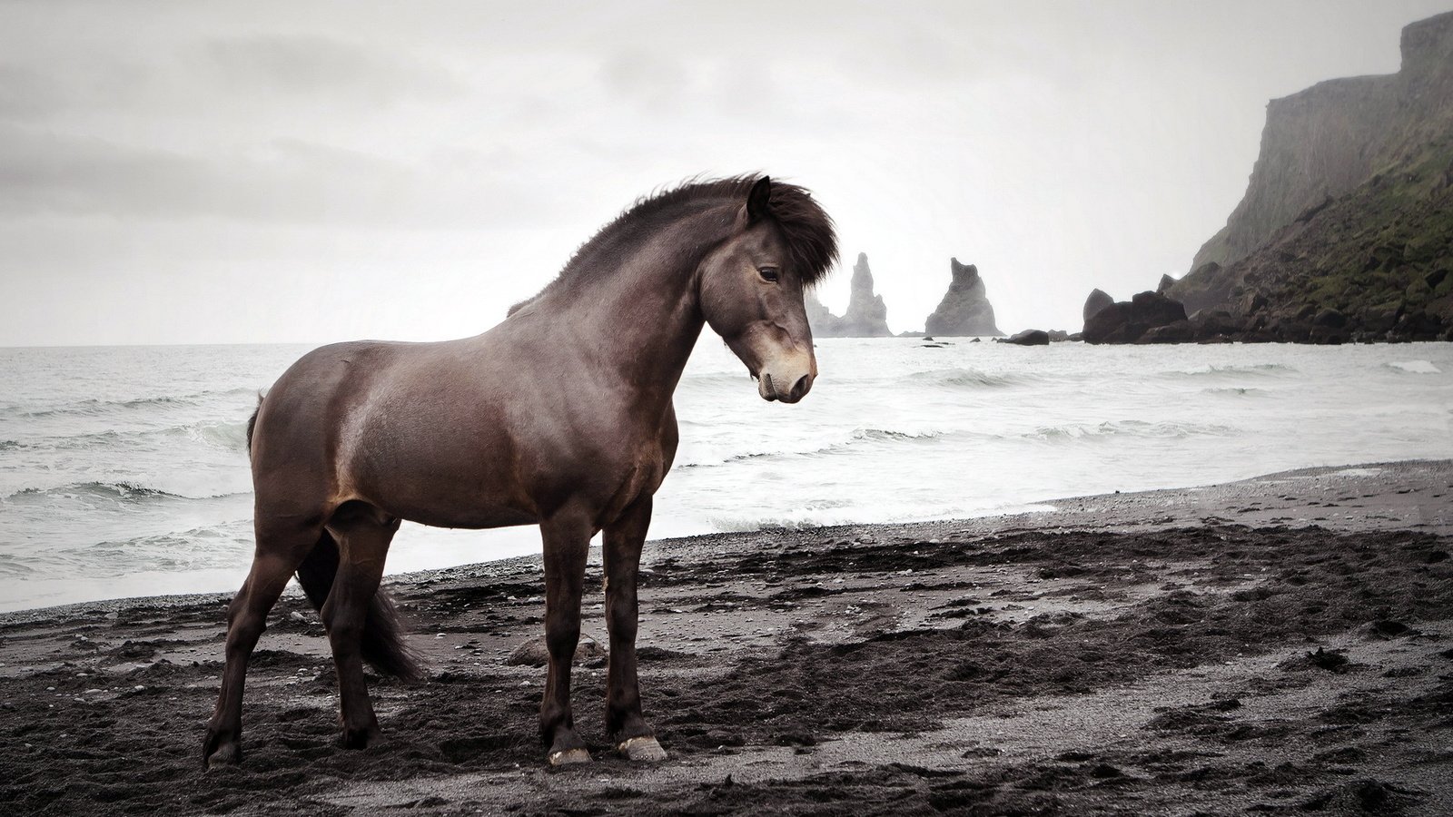 Обои лошадь, природа, море, конь, исландский жеребец, horse, nature, sea, icelandic stallion разрешение 1920x1200 Загрузить