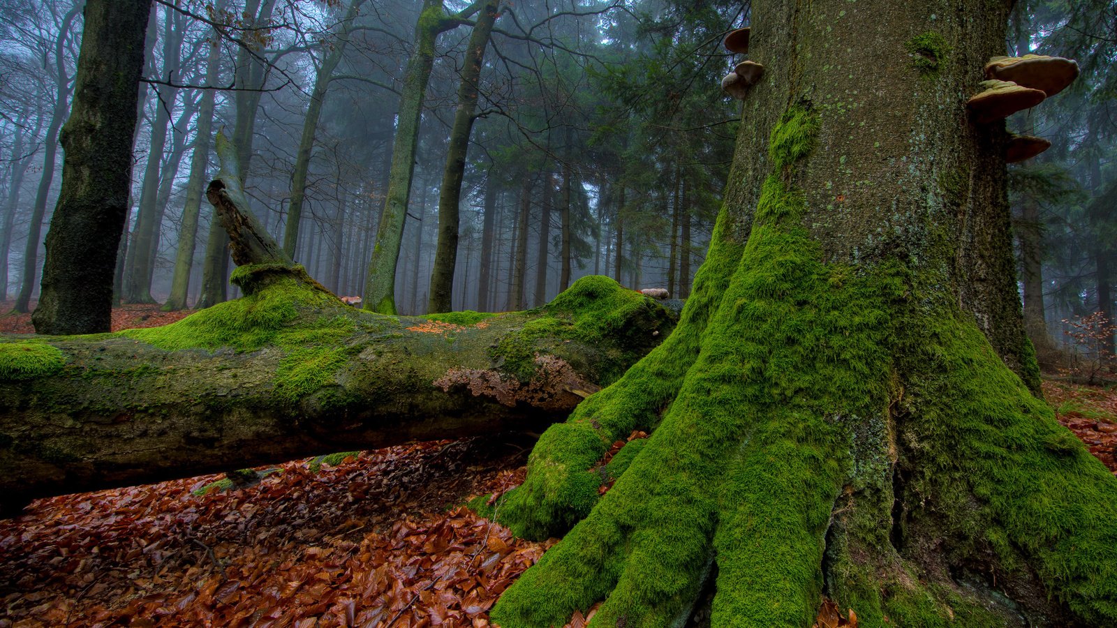 Обои деревья, лес, стволы, листва, осень, грибы, мох, trees, forest, trunks, foliage, autumn, mushrooms, moss разрешение 2560x1440 Загрузить