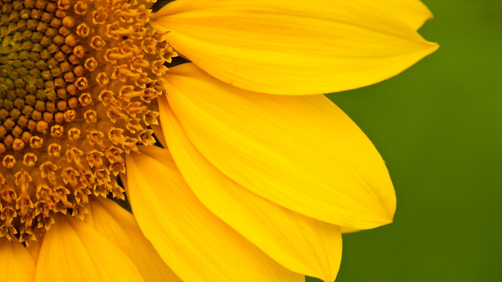 Обои цветок, лепестки, подсолнух, крупным планом, flower, petals, sunflower, closeup разрешение 4368x2912 Загрузить