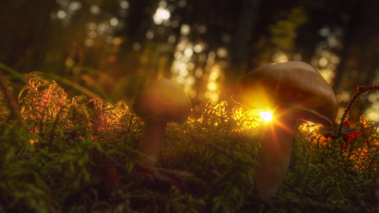 Обои трава, солнце, макро, лучи, грибы, grass, the sun, macro, rays, mushrooms разрешение 2000x1125 Загрузить