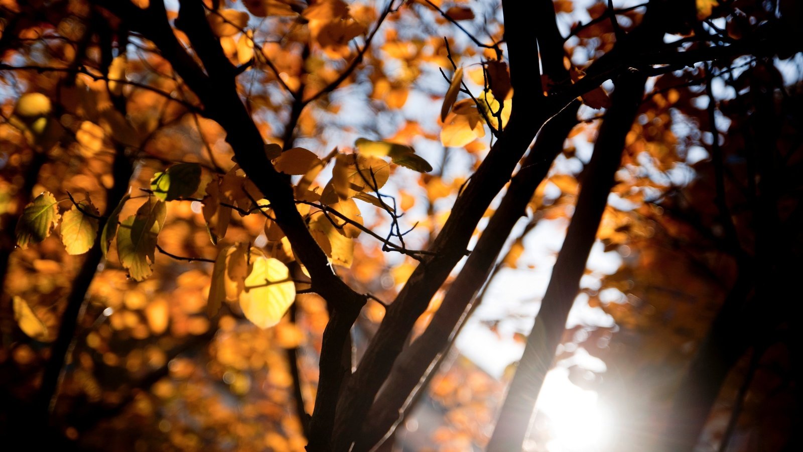 Обои дерево, листья, макро, ветки, осень, tree, leaves, macro, branches, autumn разрешение 2880x1800 Загрузить