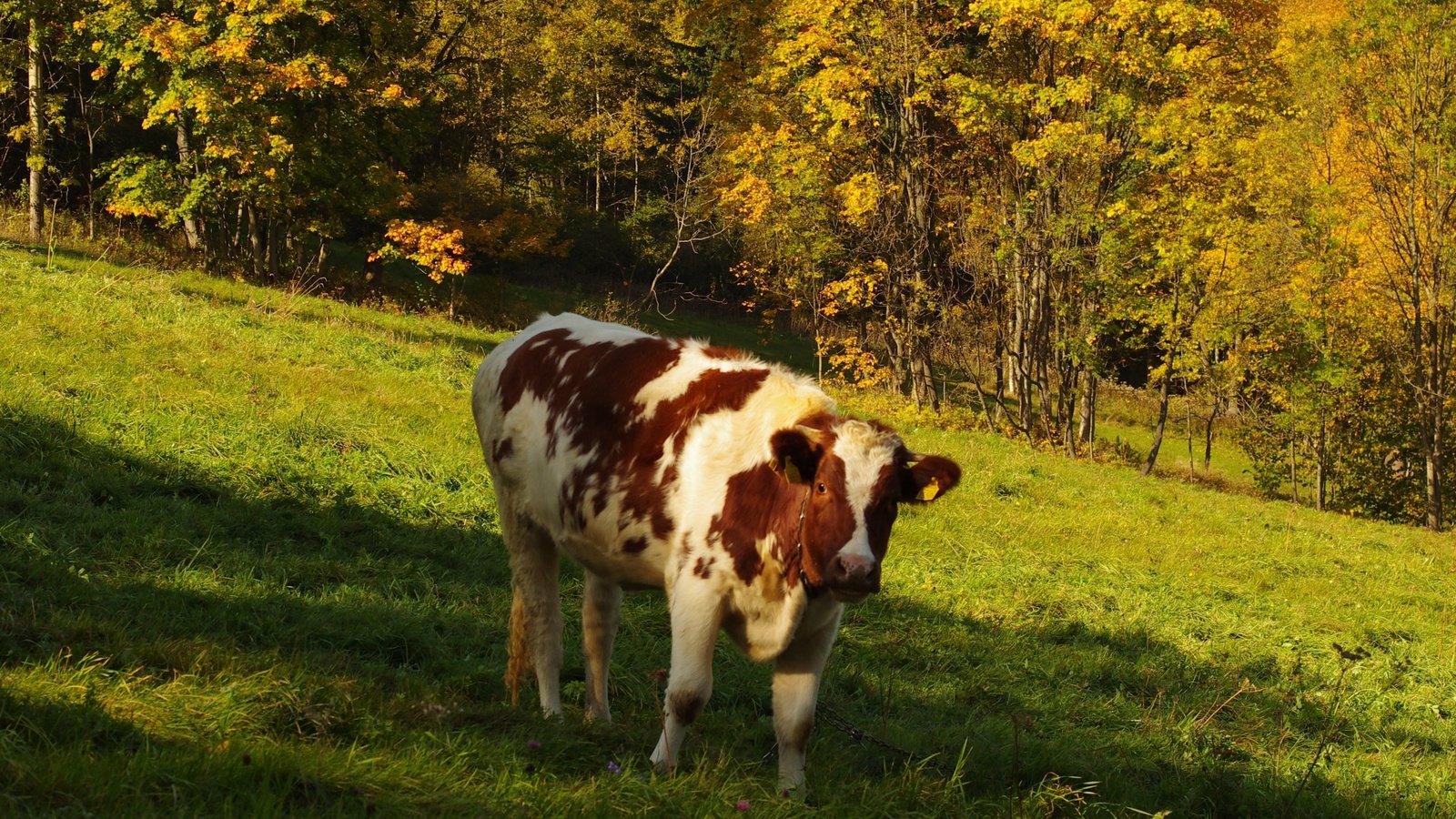 Обои трава, деревья, природа, лес, поле, осень, корова, grass, trees, nature, forest, field, autumn, cow разрешение 3264x2600 Загрузить